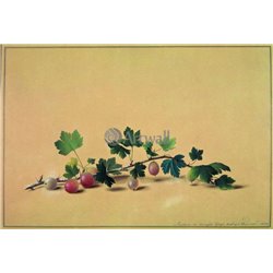Крыжовник - Модульная картины, Репродукции, Декоративные панно, Декор стен