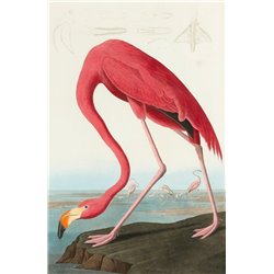 Американский фламинго - Модульная картины, Репродукции, Декоративные панно, Декор стен