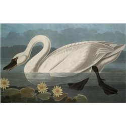 Американский лебедь - Модульная картины, Репродукции, Декоративные панно, Декор стен
