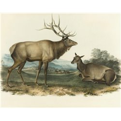 Американский лось - Модульная картины, Репродукции, Декоративные панно, Декор стен