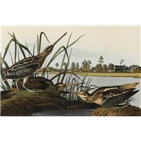 Портреты картины репродукции на заказ - Американский бекас