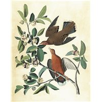 Антильская горлица