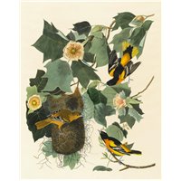 Портреты картины репродукции на заказ - Балтиморская иволга
