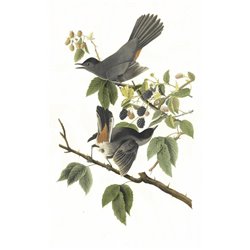 Кошачья птица - Модульная картины, Репродукции, Декоративные панно, Декор стен