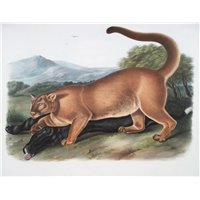 Кугуар