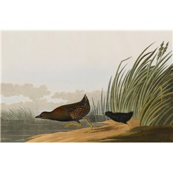 Малая водяная курица - Модульная картины, Репродукции, Декоративные панно, Декор стен