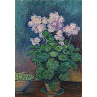 Примулы