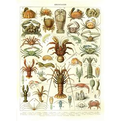 Ракообразные - Модульная картины, Репродукции, Декоративные панно, Декор стен