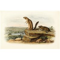 Портреты картины репродукции на заказ - Сурок-белка и калифорнийская луговая мышь