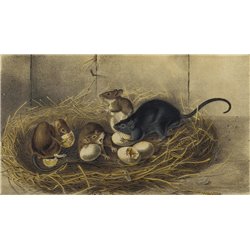 Черная крыса - Модульная картины, Репродукции, Декоративные панно, Декор стен