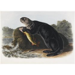 Морская выдра - Модульная картины, Репродукции, Декоративные панно, Декор стен