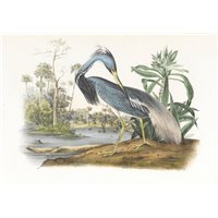 Луизианская цапля
