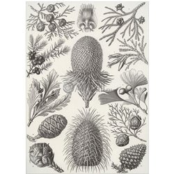 Иглолистные - Модульная картины, Репродукции, Декоративные панно, Декор стен