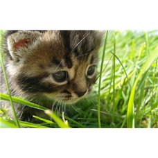 Картина на холсте по фото Модульные картины Печать портретов на холсте Котенок в траве - Фотообои Животные|коты