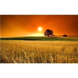 Поле - Фотообои Закаты и рассветы - Модульная картины, Репродукции, Декоративные панно, Декор стен