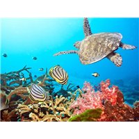 Морское дно - Фотообои Море|подводный мир