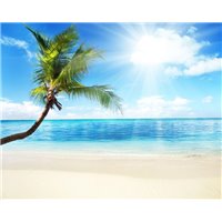 Пальма на берегу моря - Фотообои Море|пляж