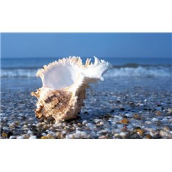 Морская ракушка - Фотообои Море|пляж - Модульная картины, Репродукции, Декоративные панно, Декор стен