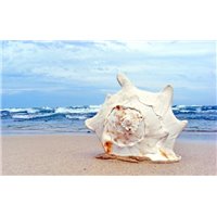 Портреты картины репродукции на заказ - Ракушка на песке - Фотообои Море|побережье