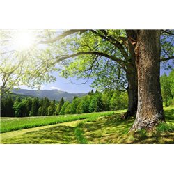 Деревья - Фотообои природа|лес - Модульная картины, Репродукции, Декоративные панно, Декор стен