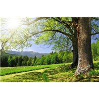 Деревья - Фотообои природа|лес
