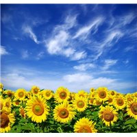 Портреты картины репродукции на заказ - Подсолнухи - Фотообои природа|поля
