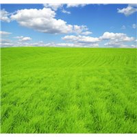Портреты картины репродукции на заказ - Трава - Фотообои природа|поля