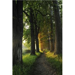 Тропинка между деревьями - Фотообои природа|лес - Модульная картины, Репродукции, Декоративные панно, Декор стен
