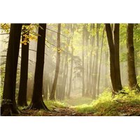 Портреты картины репродукции на заказ - Лес - Фотообои природа|лес