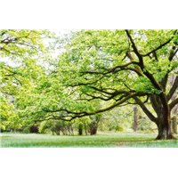 Портреты картины репродукции на заказ - Дерево - Фотообои природа|деревья и травы