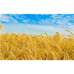 Пшеница - Фотообои природа|поля - Модульная картины, Репродукции, Декоративные панно, Декор стен