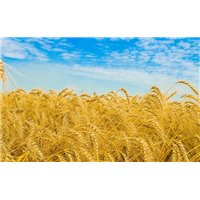Портреты картины репродукции на заказ - Пшеница - Фотообои природа|поля