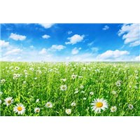 Портреты картины репродукции на заказ - Поле ромашек - Фотообои природа|поля