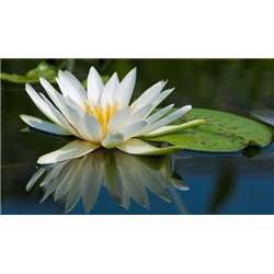 Кувшинки на воде - Фотообои цветы|кувшинки - Модульная картины, Репродукции, Декоративные панно, Декор стен