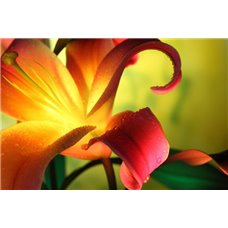 Картина на холсте по фото Модульные картины Печать портретов на холсте Лилии - Фотообои цветы|лилии
