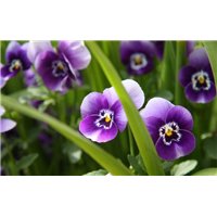 Портреты картины репродукции на заказ - Над водой - Фотообои цветы|другие
