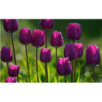 Фиолетовые тюльпаны - Фотообои цветы|тюльпаны
