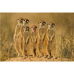Суслики - Фотообои Животные - Модульная картины, Репродукции, Декоративные панно, Декор стен