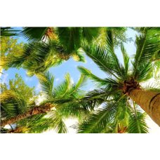 Картина на холсте по фото Модульные картины Печать портретов на холсте Пальмы - Фотообои природа|деревья и травы