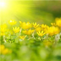Портреты картины репродукции на заказ - Желтые цветы - Фотообои цветы|другие