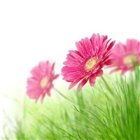 Портреты картины репродукции на заказ - Герберы - Фотообои цветы