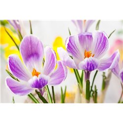 Крокусы - Фотообои цветы|подснежники и крокусы - Модульная картины, Репродукции, Декоративные панно, Декор стен