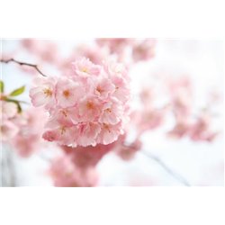 Цветение - Фотообои цветы|цветущие деревья - Модульная картины, Репродукции, Декоративные панно, Декор стен