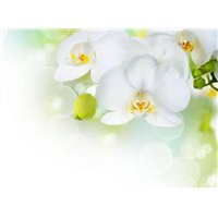 Белая орхидея - Фотообои цветы|орхидеи