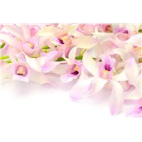 Портреты картины репродукции на заказ - Орхидея - Фотообои цветы|орхидеи