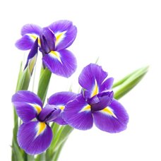 Картина на холсте по фото Модульные картины Печать портретов на холсте Синие ирисы - Фотообои цветы|ирисы