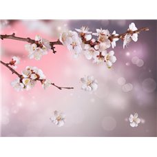 Картина на холсте по фото Модульные картины Печать портретов на холсте Цветущая вишня - Фотообои цветы|сакура