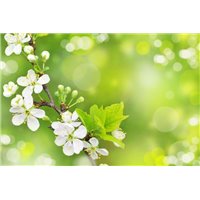 Портреты картины репродукции на заказ - Цветущая веточка - Фотообои цветы|цветущие деревья