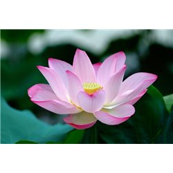 Кувшинка - Фотообои цветы|кувшинки - Модульная картины, Репродукции, Декоративные панно, Декор стен