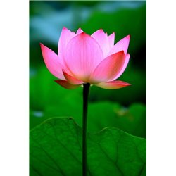 Водяная лилия - Фотообои цветы|лотосы - Модульная картины, Репродукции, Декоративные панно, Декор стен